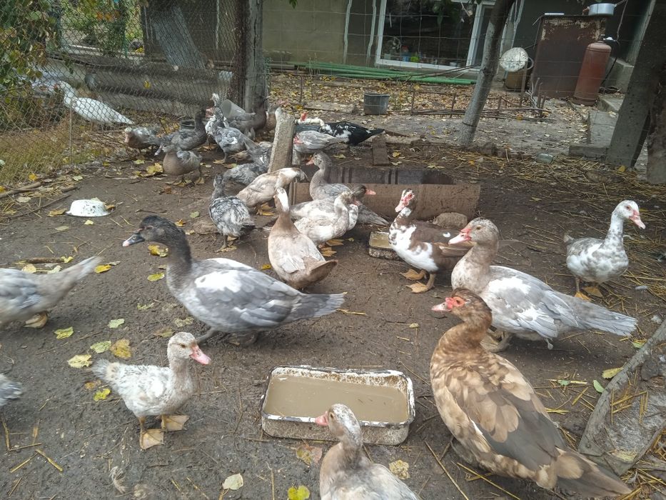 Каченята мускусные утята шипуны немецкая