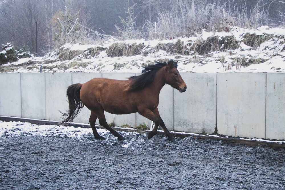 Klacz huculska 9 lat, hucuł, do programu