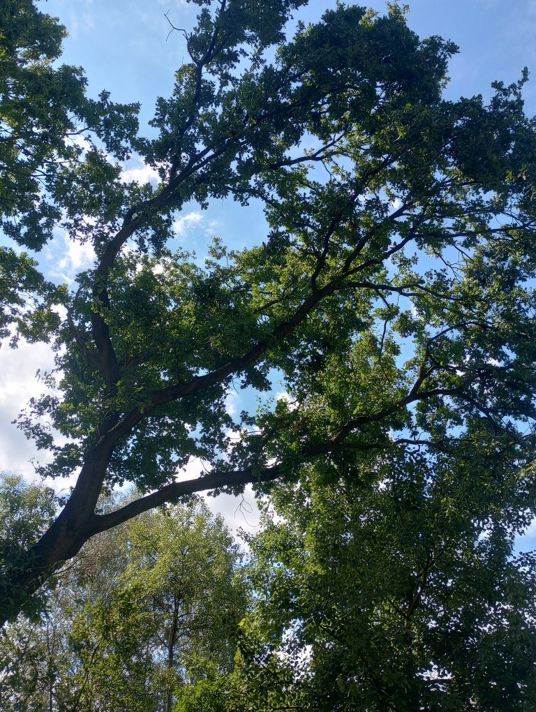 Dęby na pniu, 230 i 250 cm, Kraków