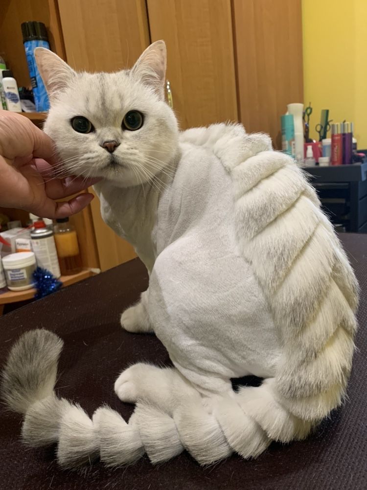 Стрижка котов, собак, кроликов,  Опытный грумер!