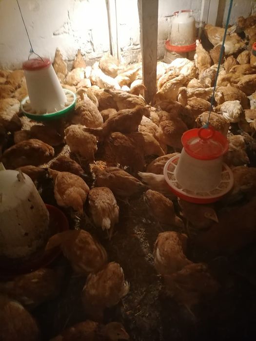 Kokoszki 14 tygodniowe Rossa