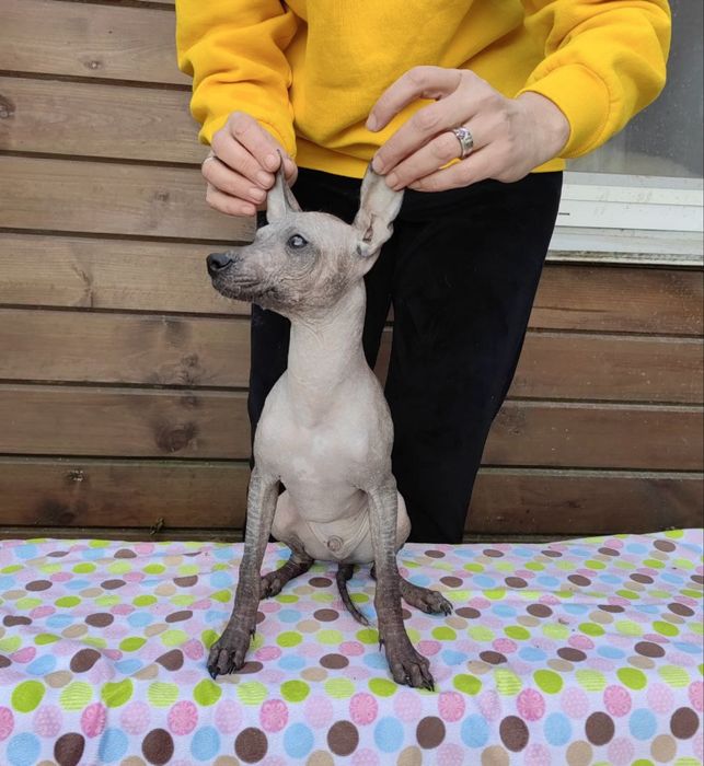 Мексиканская голая собака