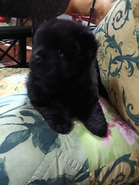 Vendo cadela Chow Chow