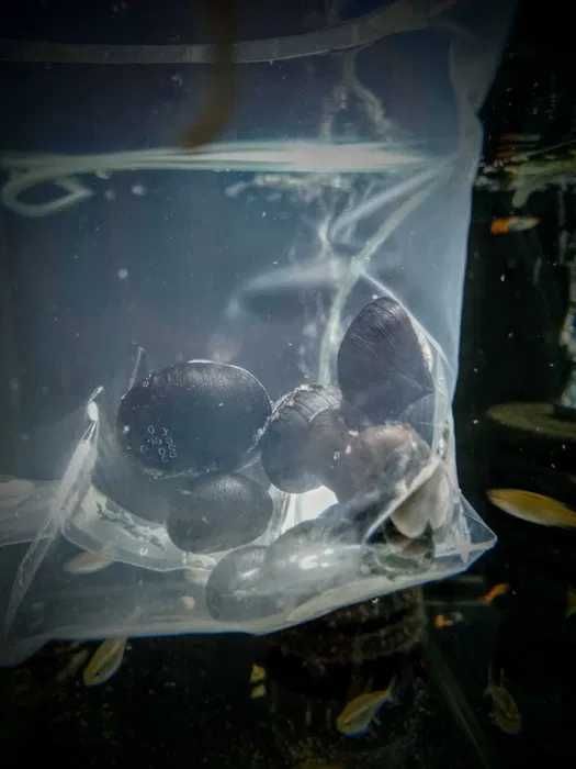 Ślimak Helmet - Tina Zoo Gliwice Jasna