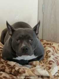 Odsprzedam American Bully