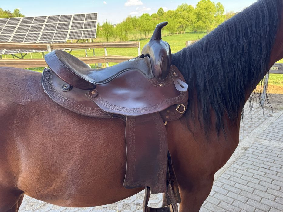 Sprzedam wałach małopolski siwy 7 lat. Zajeżdżony.  Spokojny koń.