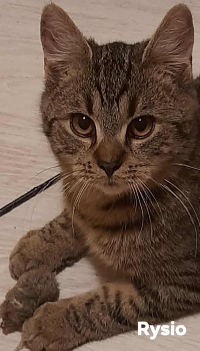 Kociaki ,zdrowe ok.5 miesięczne do adopcji.