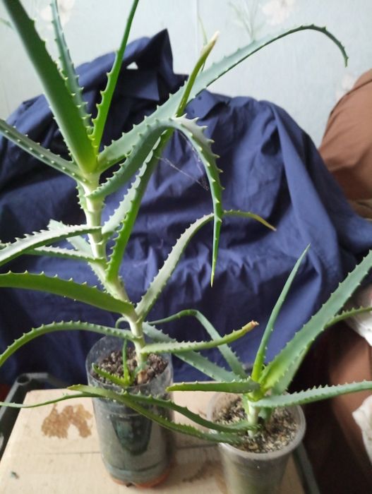 Каланхое лечебное