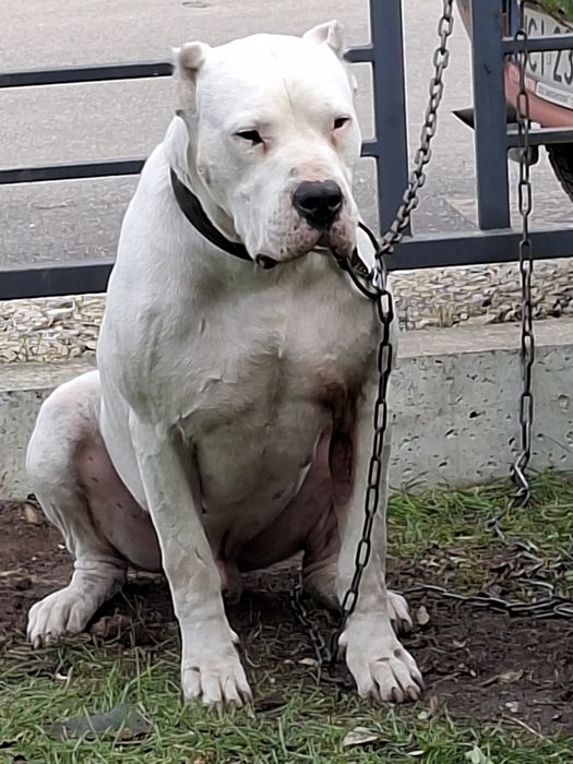 Bandog piękny biały piesek nie dog argentyński cane corso amstaff