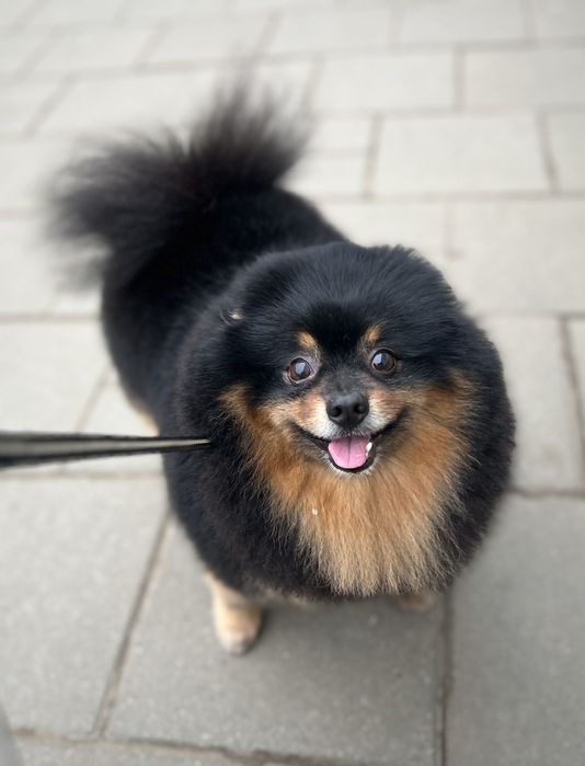 Німецький шпіц (чорно-підпалий), вязка