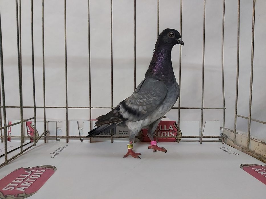 Gołębie Deresz Deresze