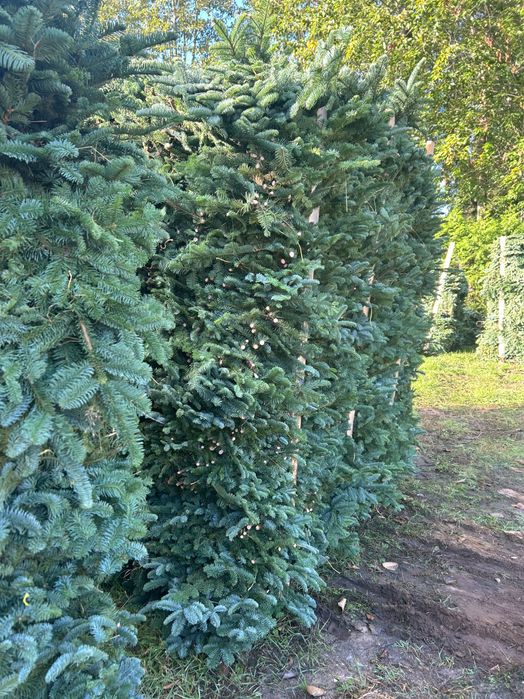 NOBILIS-PROMOCJA -stroisz ,JODŁA kaukaska  PRODUCENT plantacja