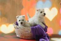 West Highland White Terrier Piesek