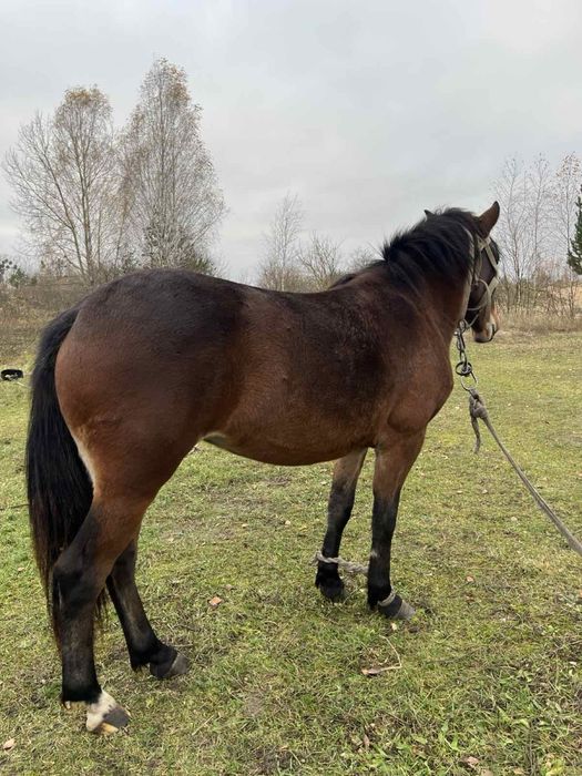 Продам лошицю півтора року