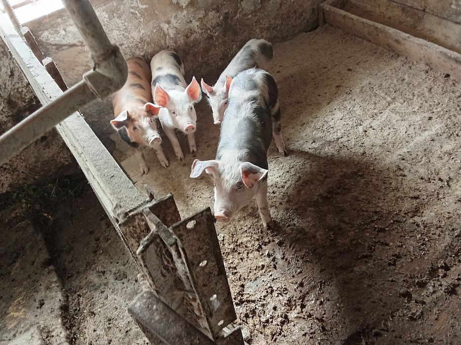 Продам поросята у