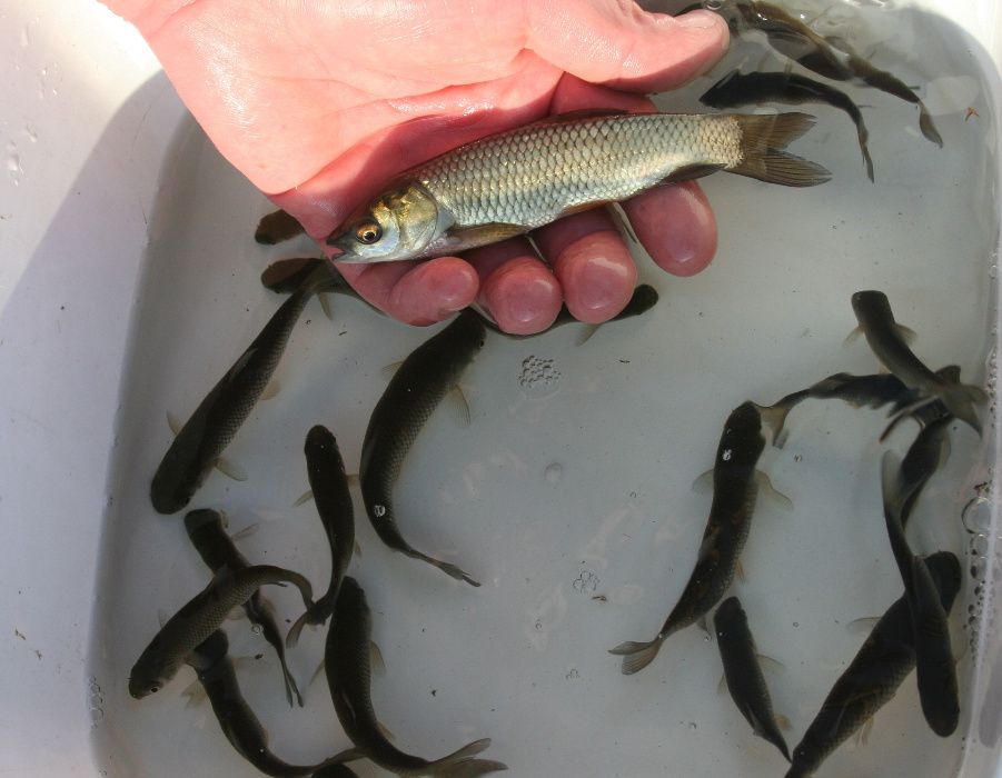 Ryby lin karp koi amur jesiotr sum karaś sandacz pstrąg - Wysyłka