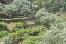 Terreno  para venda