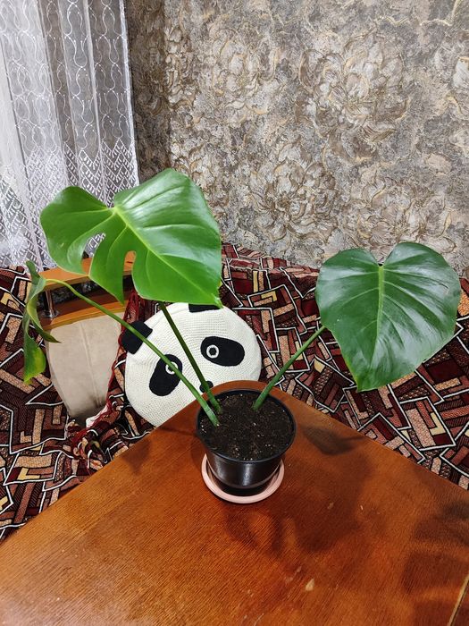 Продам верхушку красивой монстеры