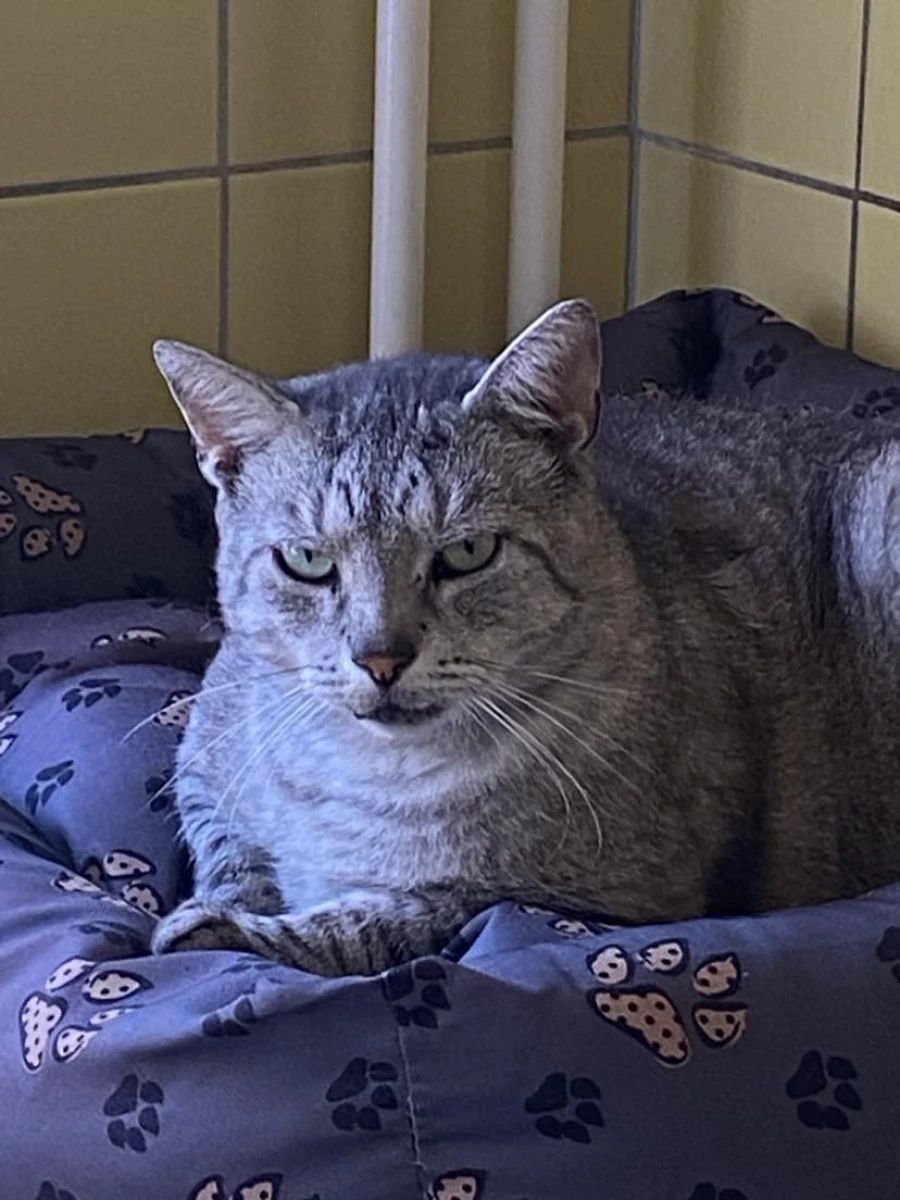 Kocurek Whiskas do świadomej adopcji!