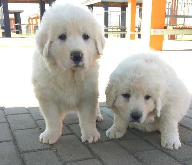 Owczarek podhalański, owczarki podhalańskie