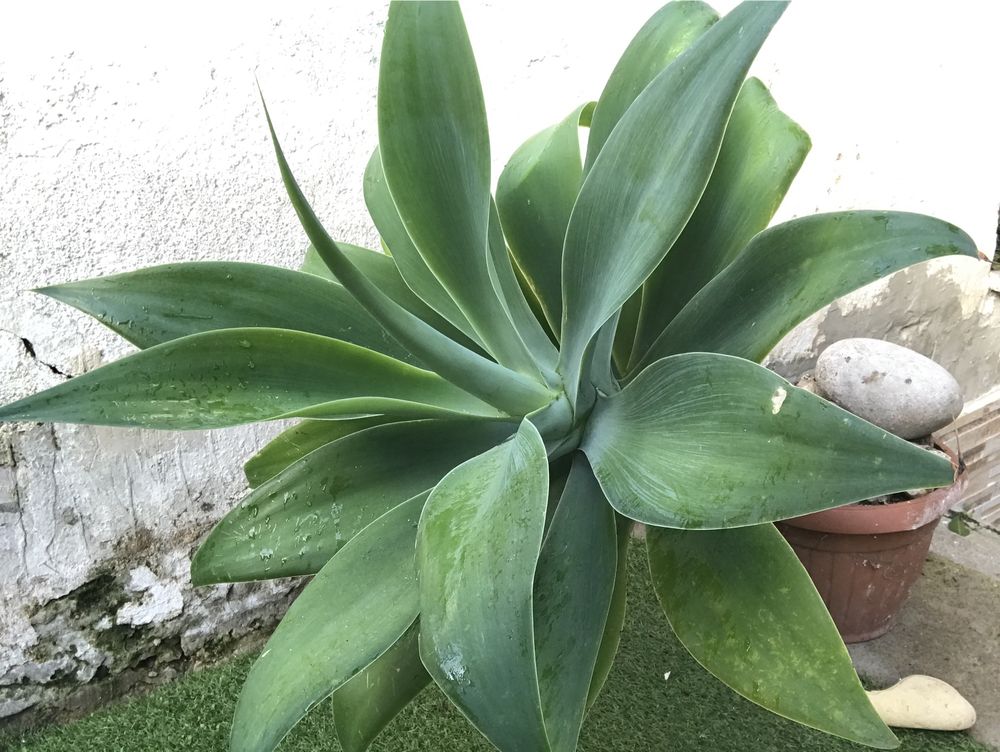 Planta Agave-Dragão
