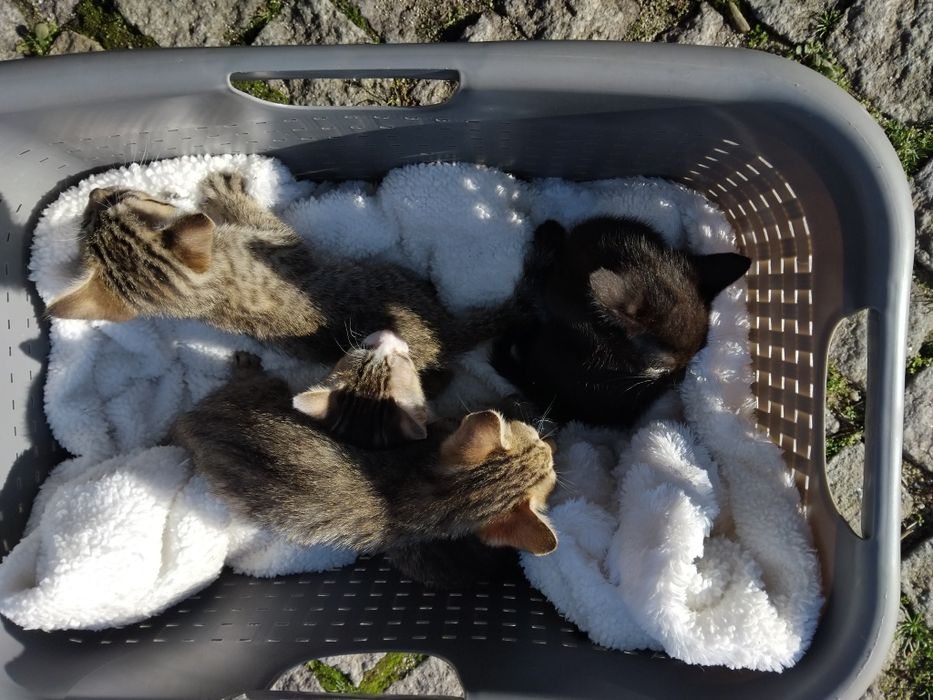 Dou gatinhos meigos e fofos