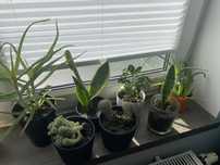 Kwiaty doniczkowe aloes, sanseveria, kaktusy