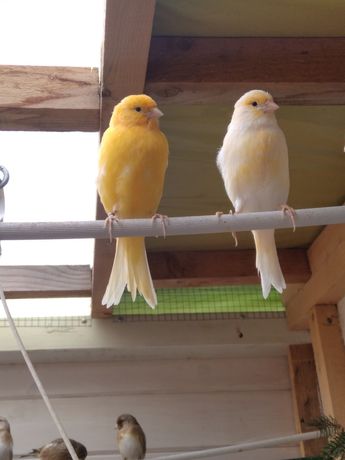 Kanarki żółte kanarek samiec samica