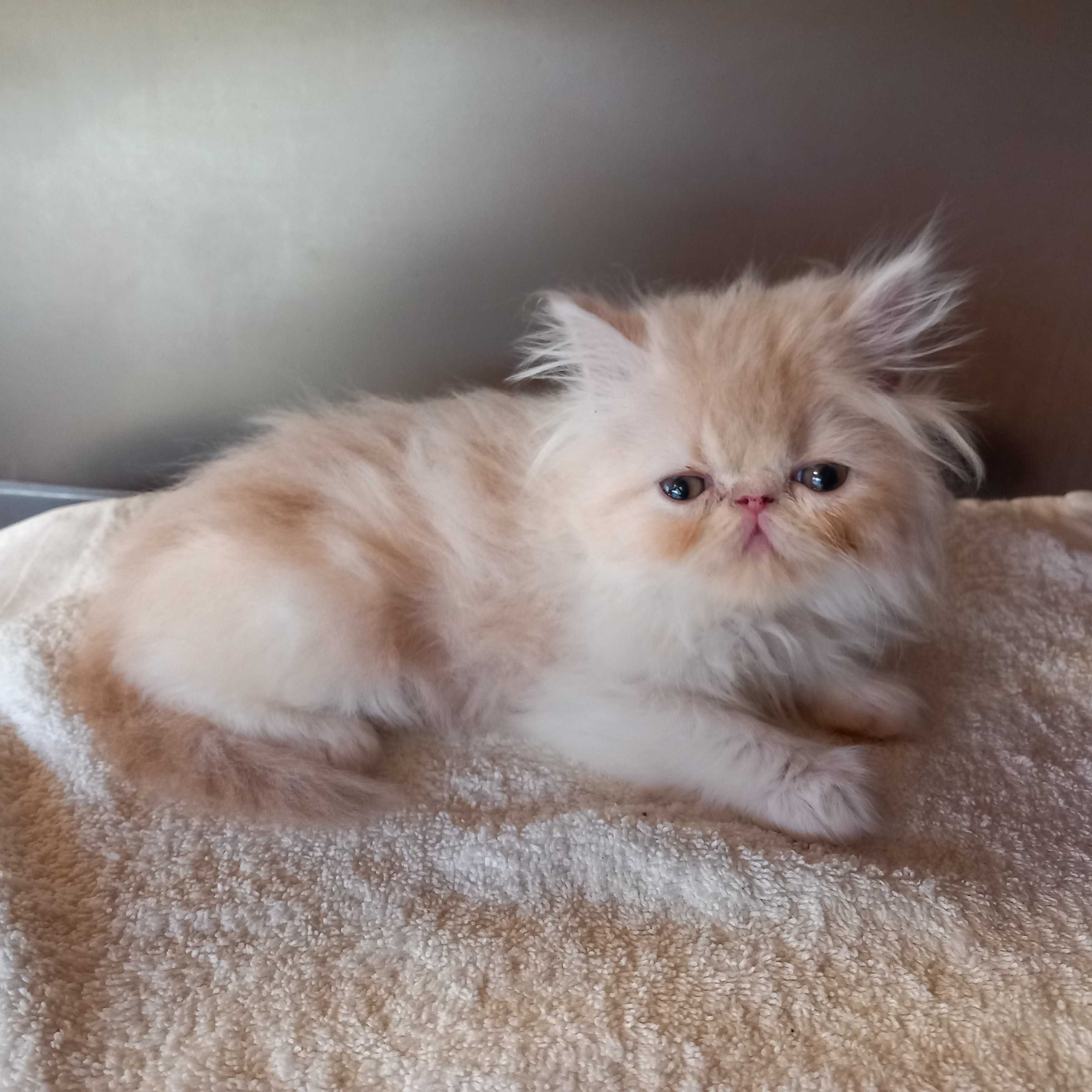 Gatinho Persa Fofo