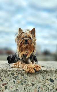 Yorkshire Terrier - dziewczynka