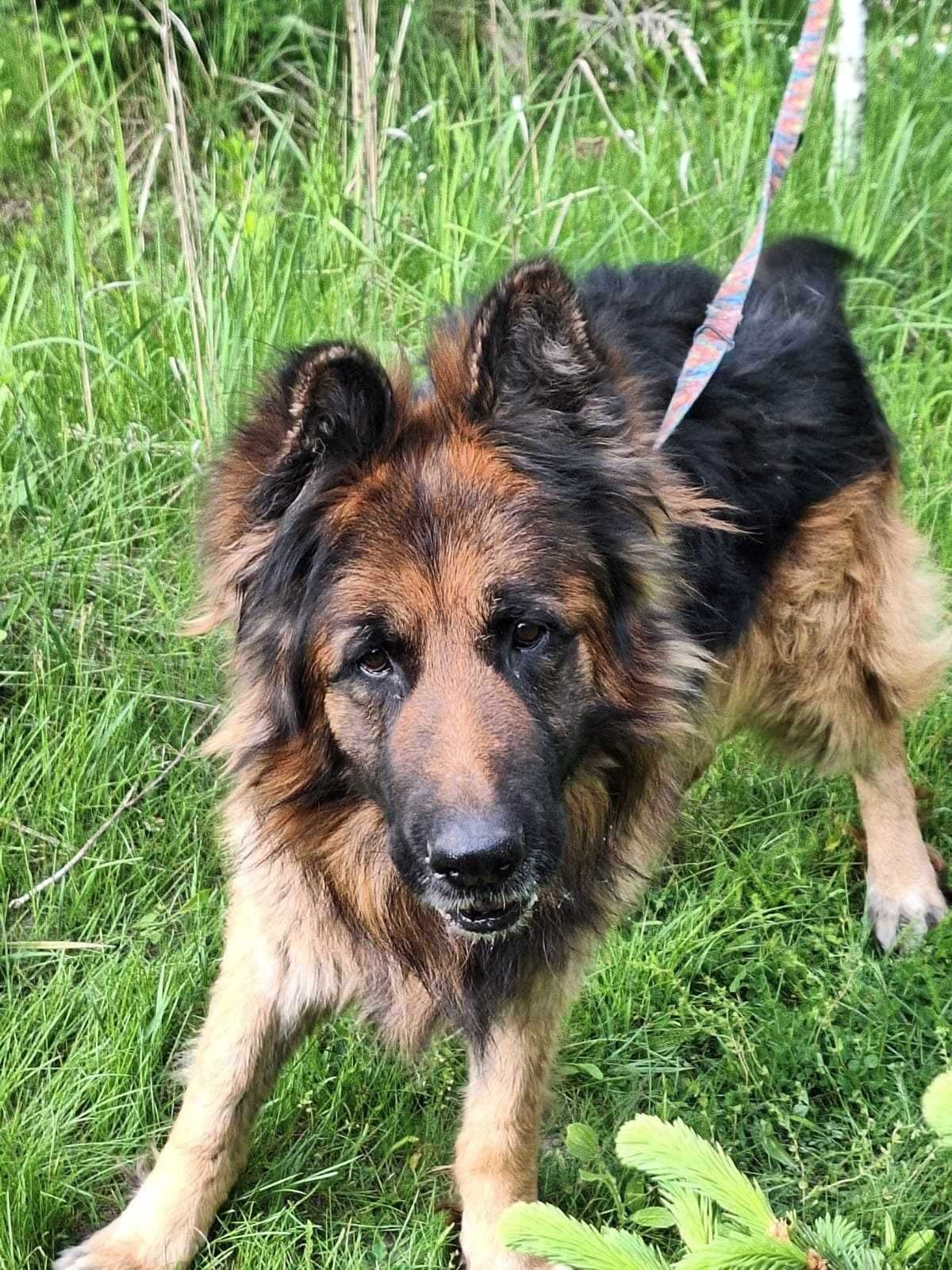 Rambo łagodny pies w typie Owczarek niemiecki szuka domu | 9 lat 50 kg