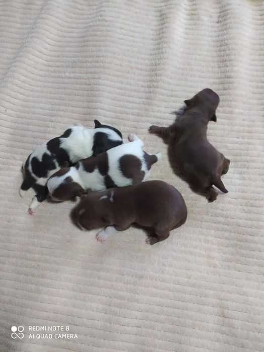 Шикарний кавалер запрошує на побачення (в'язка)