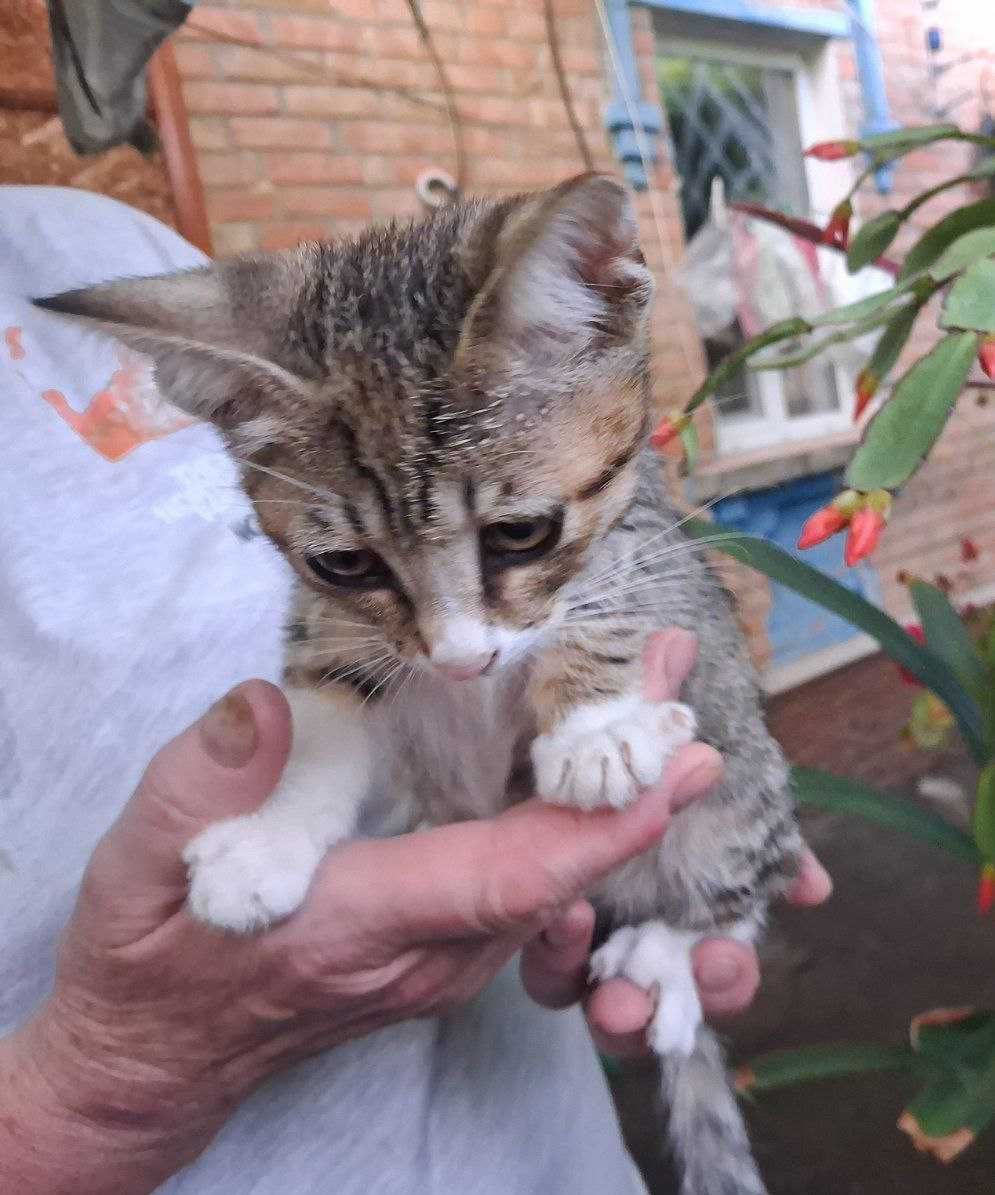 !!Гарнюні котодіточки шукають родину!!