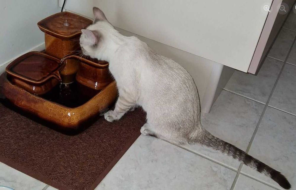 Fontanna ceramiczna dla kota