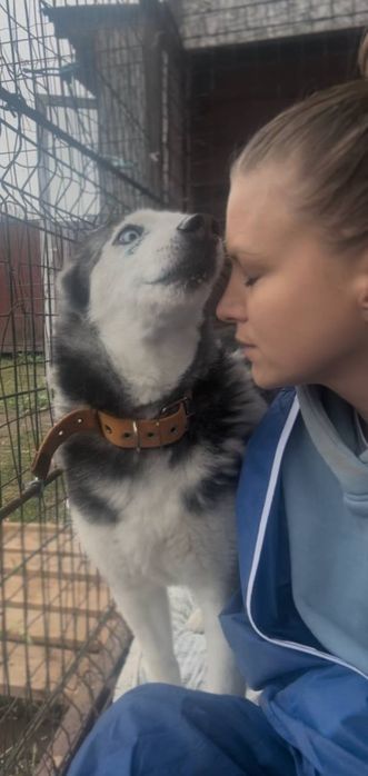 Хаскі Барбі шукає родину