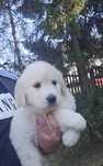 Golden retriever szczeniak