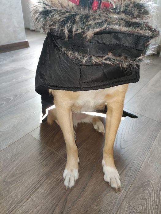 Рюкзак переноска ,Попона,обувь для собак ,жилет зимний