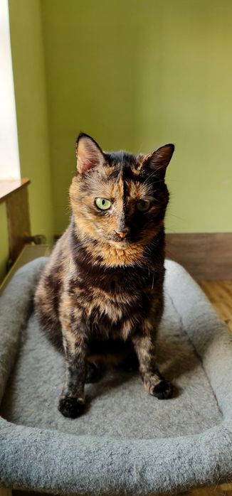 Черепахова киця Черіза