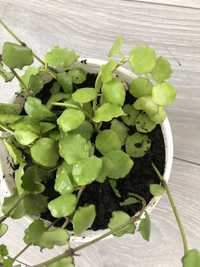 Hoya, hoja endauensis