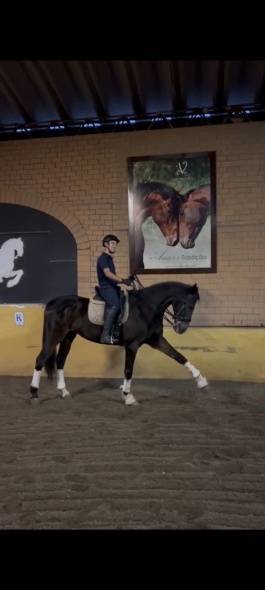 Vendo excelente cavalo