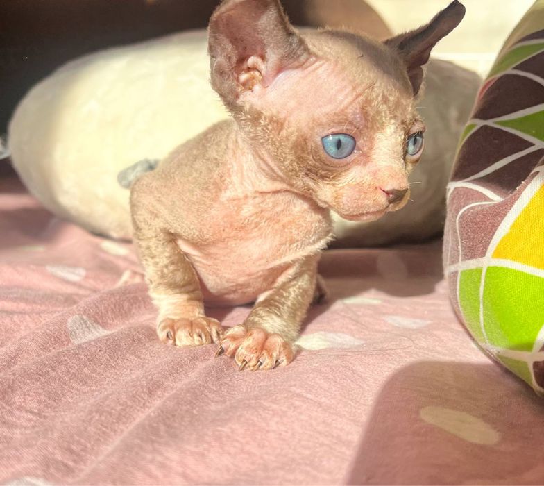 Руденький біколор ельф