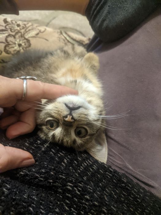 Кошеня віддам безкоштовно