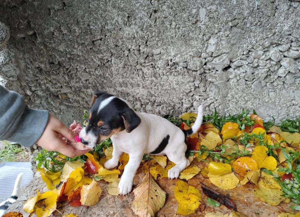 Джек Рассел цуценята