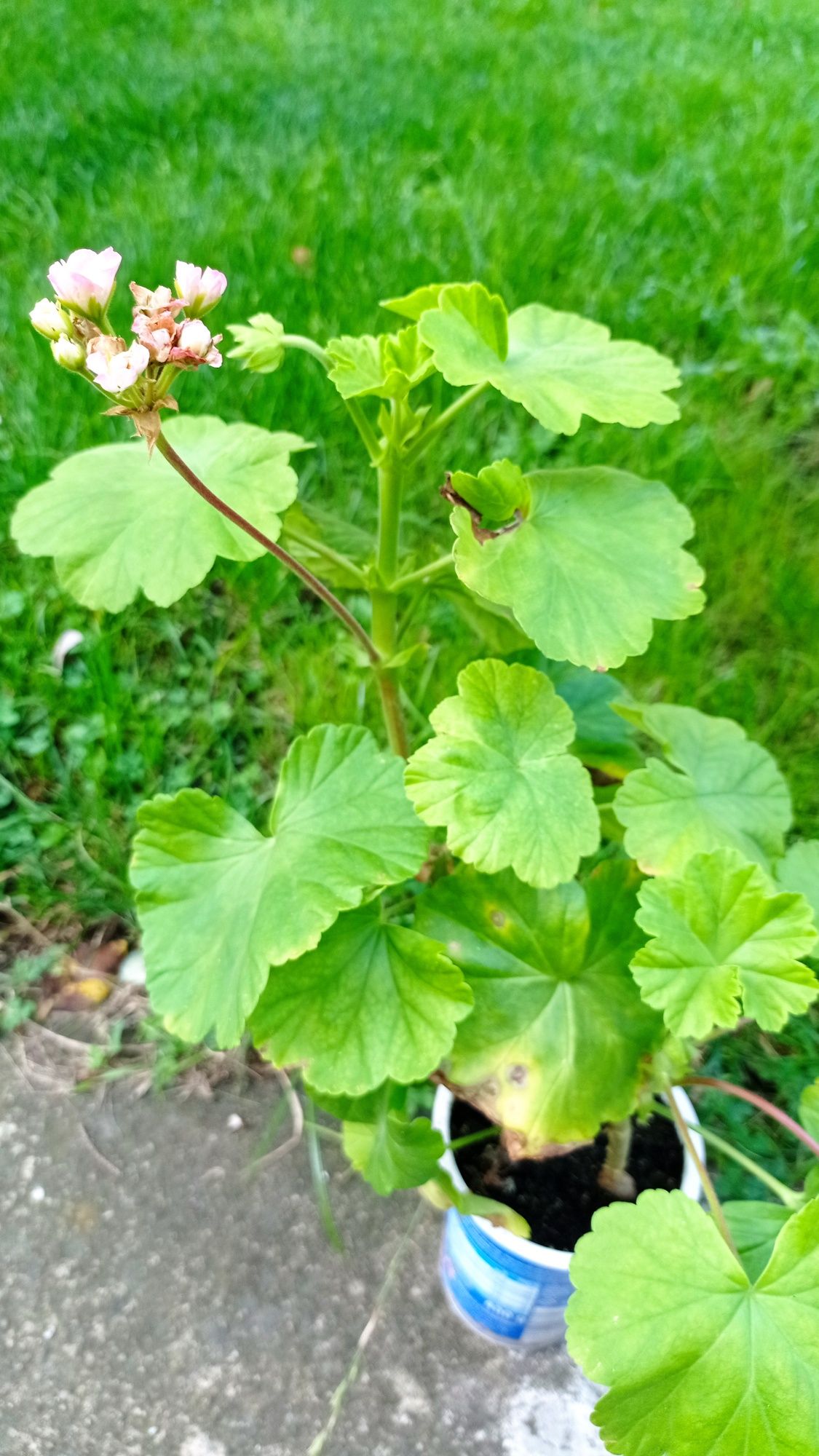 Sprzedam pelargonie