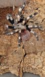 Nhandu Chromatus