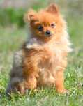 Szpic Miniaturowy Pomeranian MINI suczka ZKwP FCI rodowód