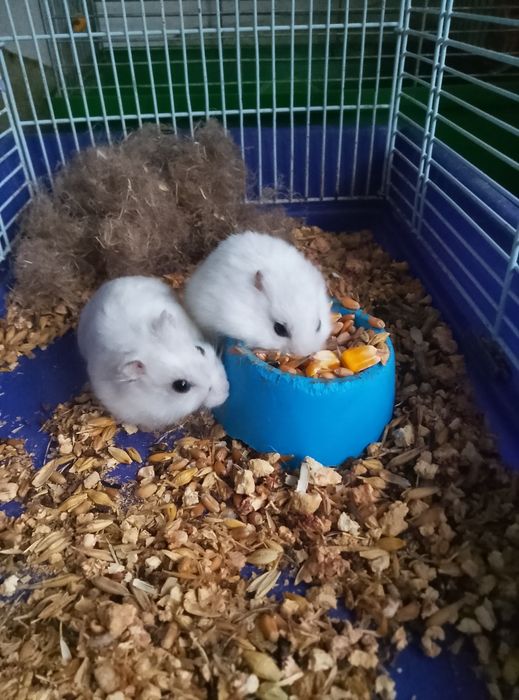 Хомячки Кременчуг