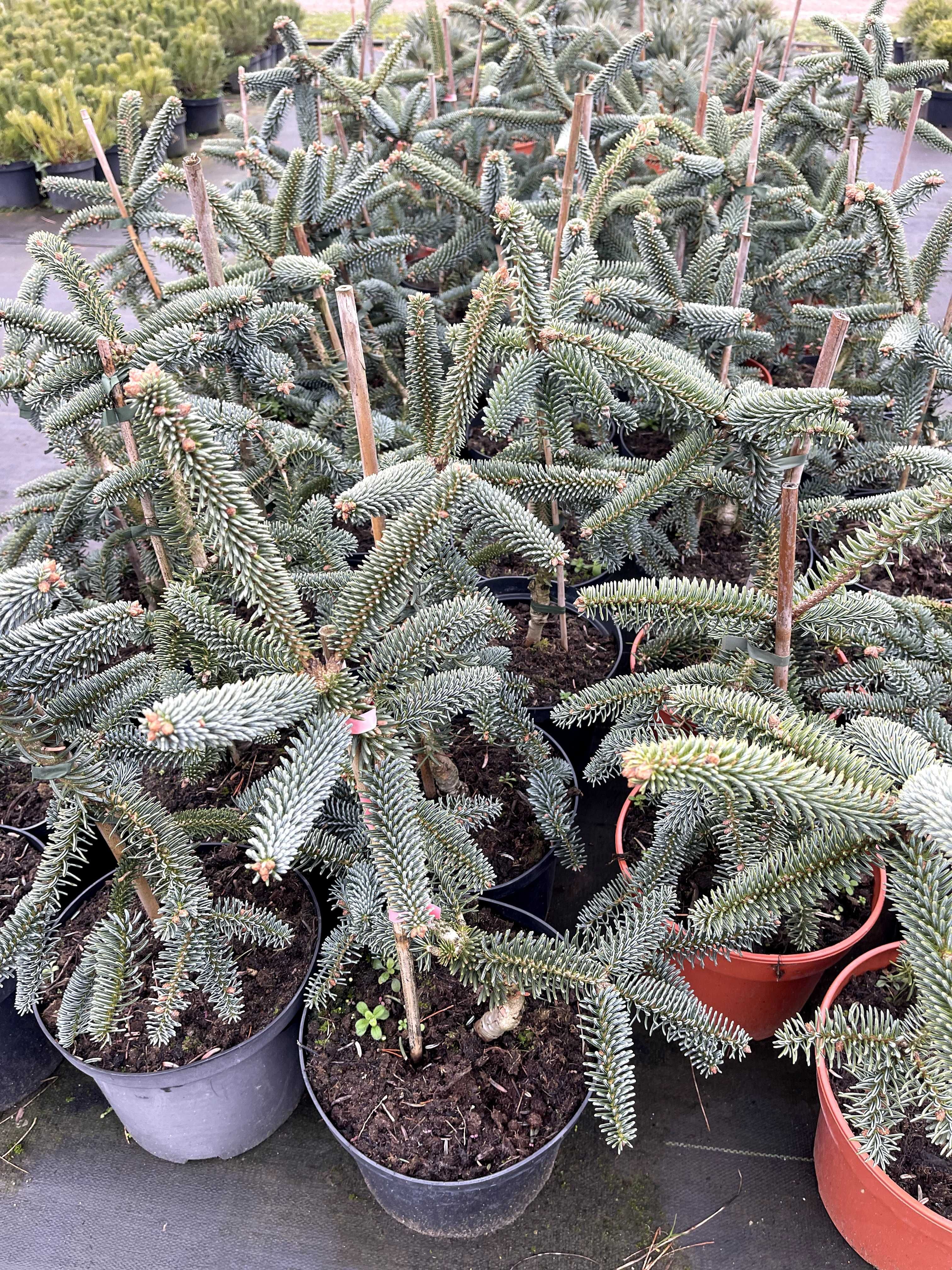 Jodła hiszpańska 'Kelleris' 40 cm cena 120 zł