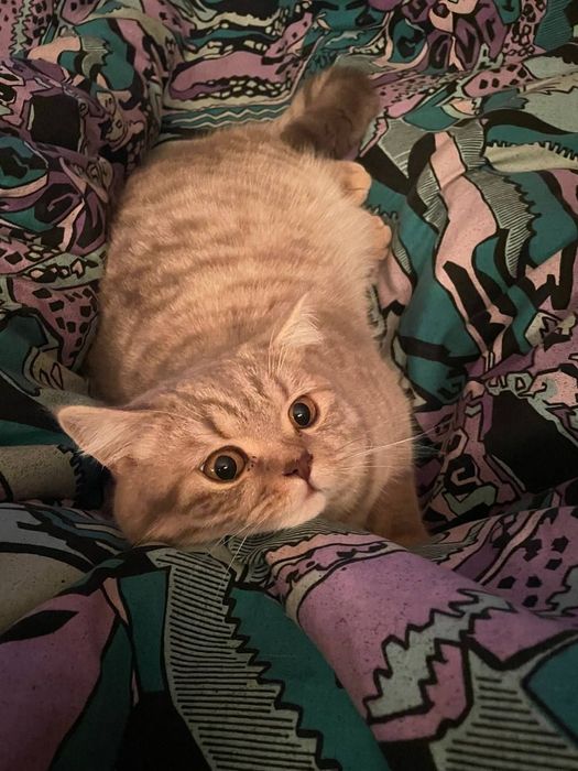 Шотландський прямовухий кіт для в'язки.. Скотіш-страйт, злучка.