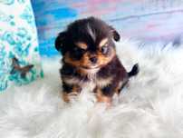 ***Tri color długowłosy piesek chihuahua***